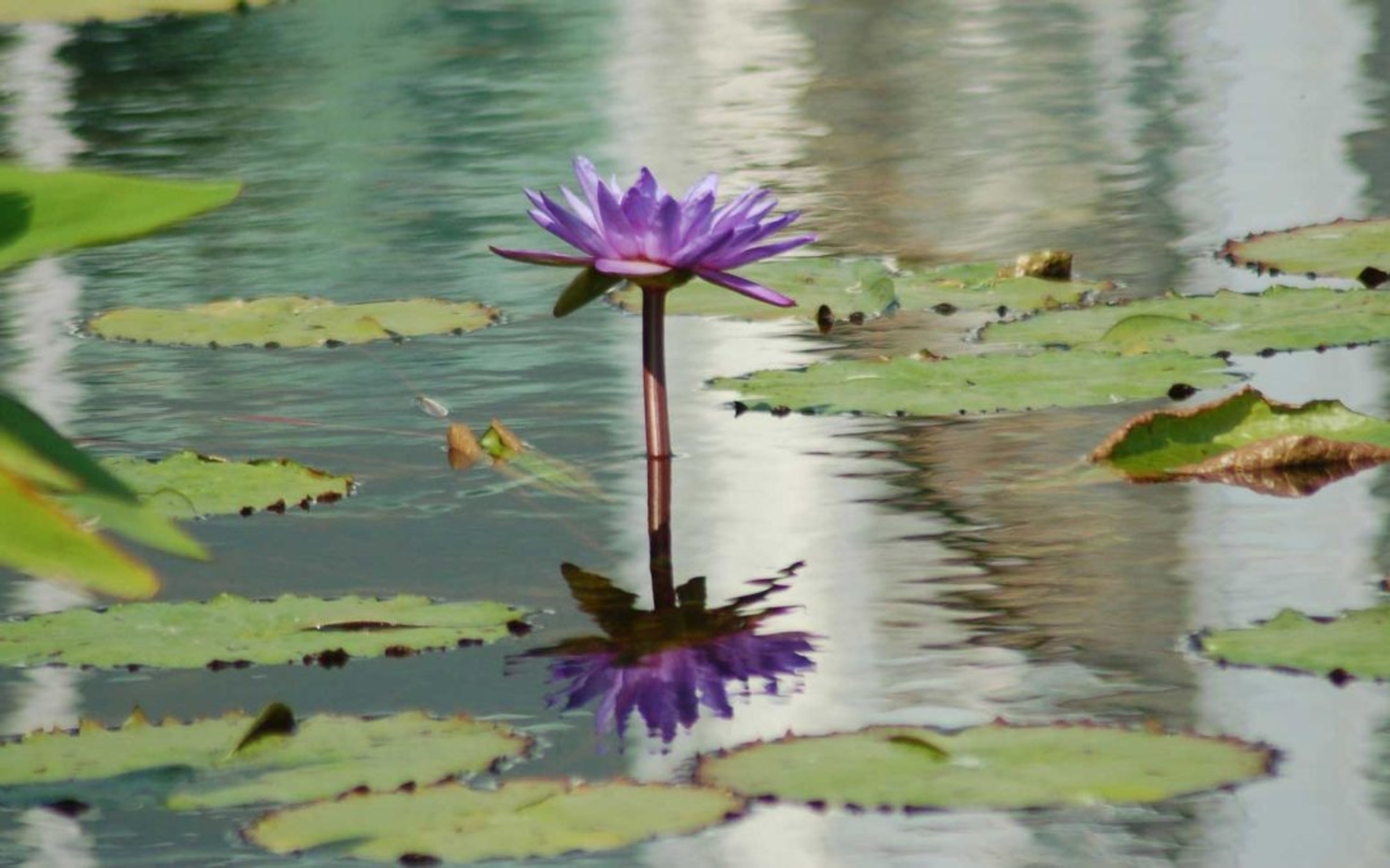 Group Yoga Therapy Classes