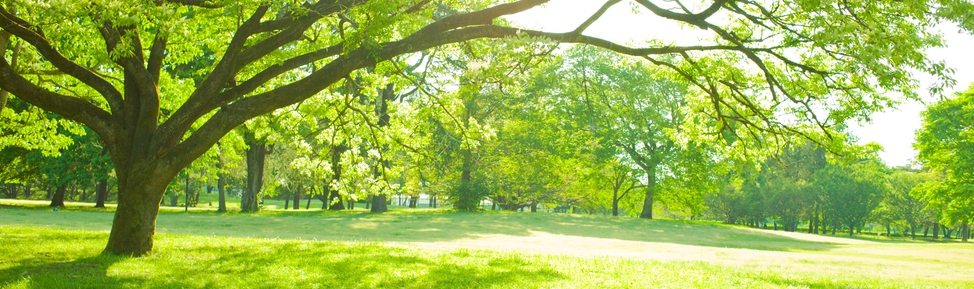 Play in the Park