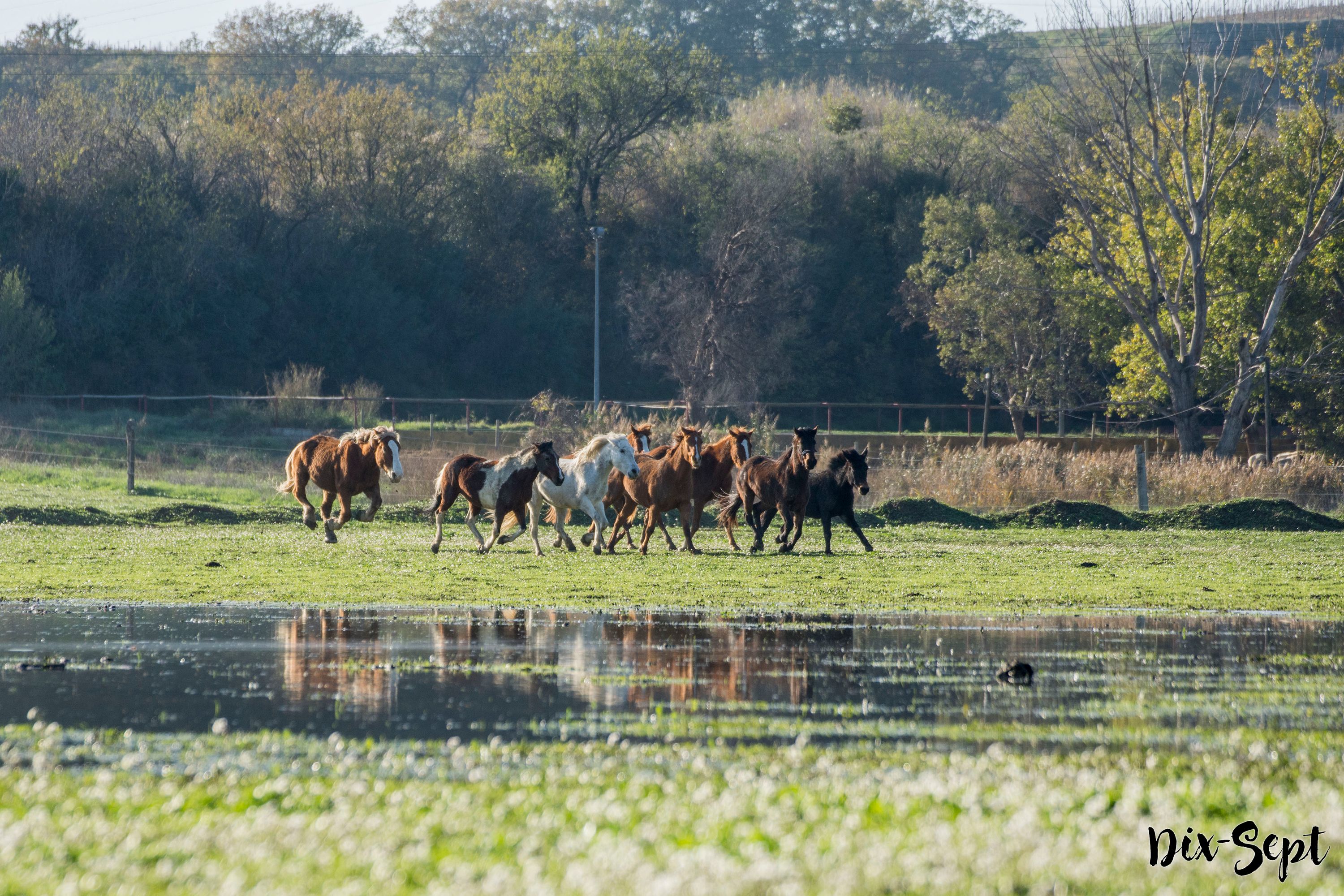 Aur'horse Équitation
