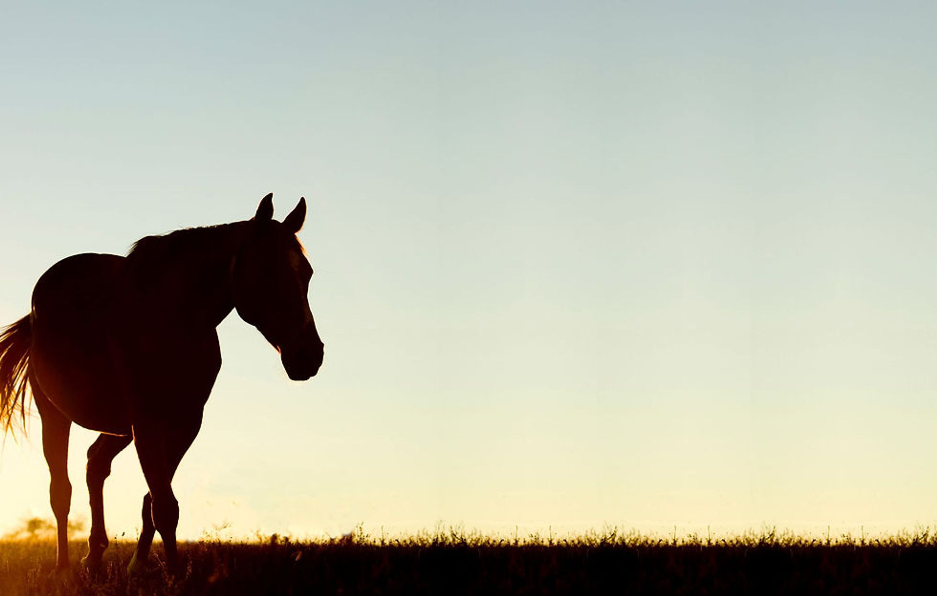 Gee Up Equine Laundry