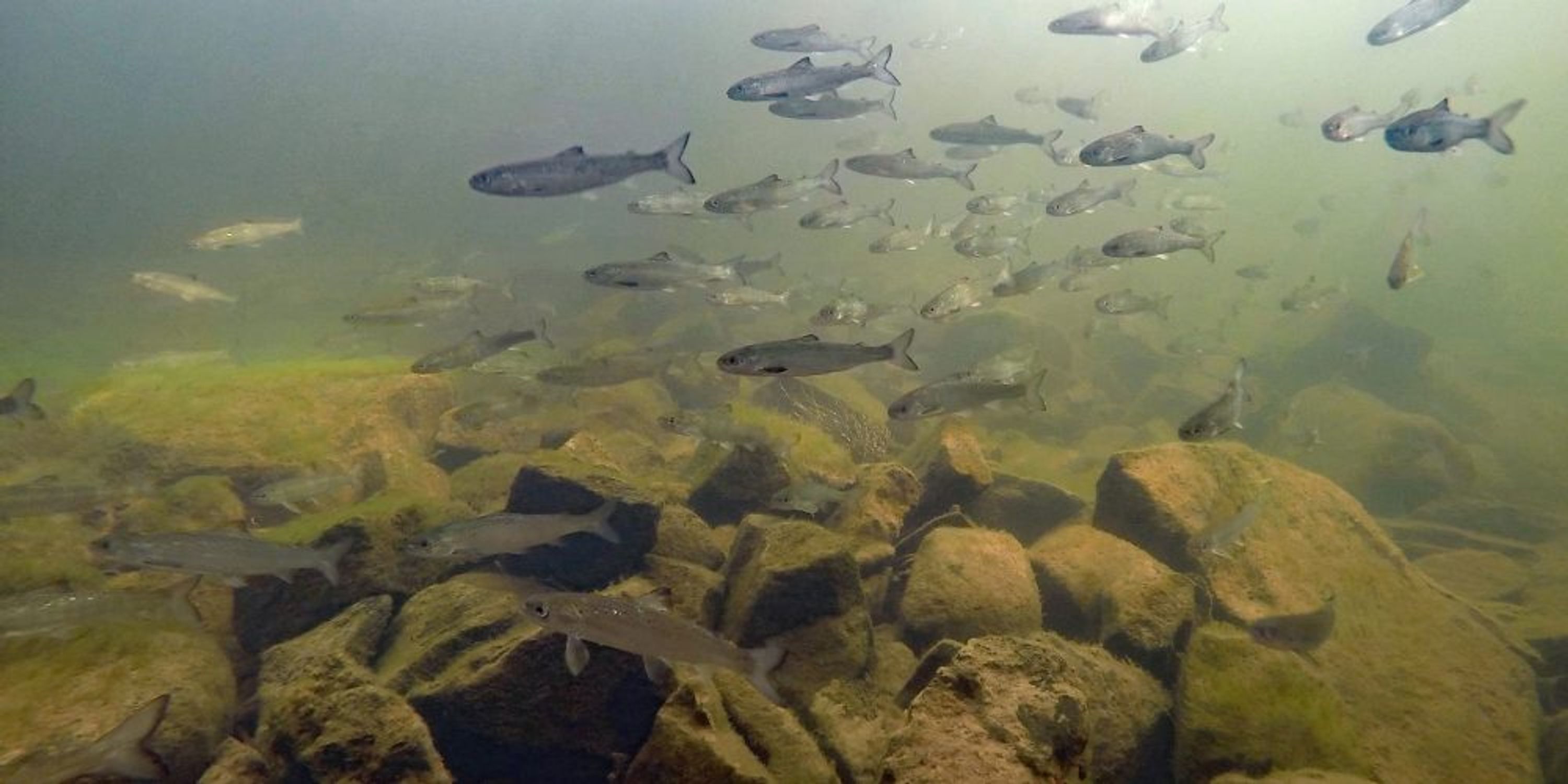 River Ayr DSFB