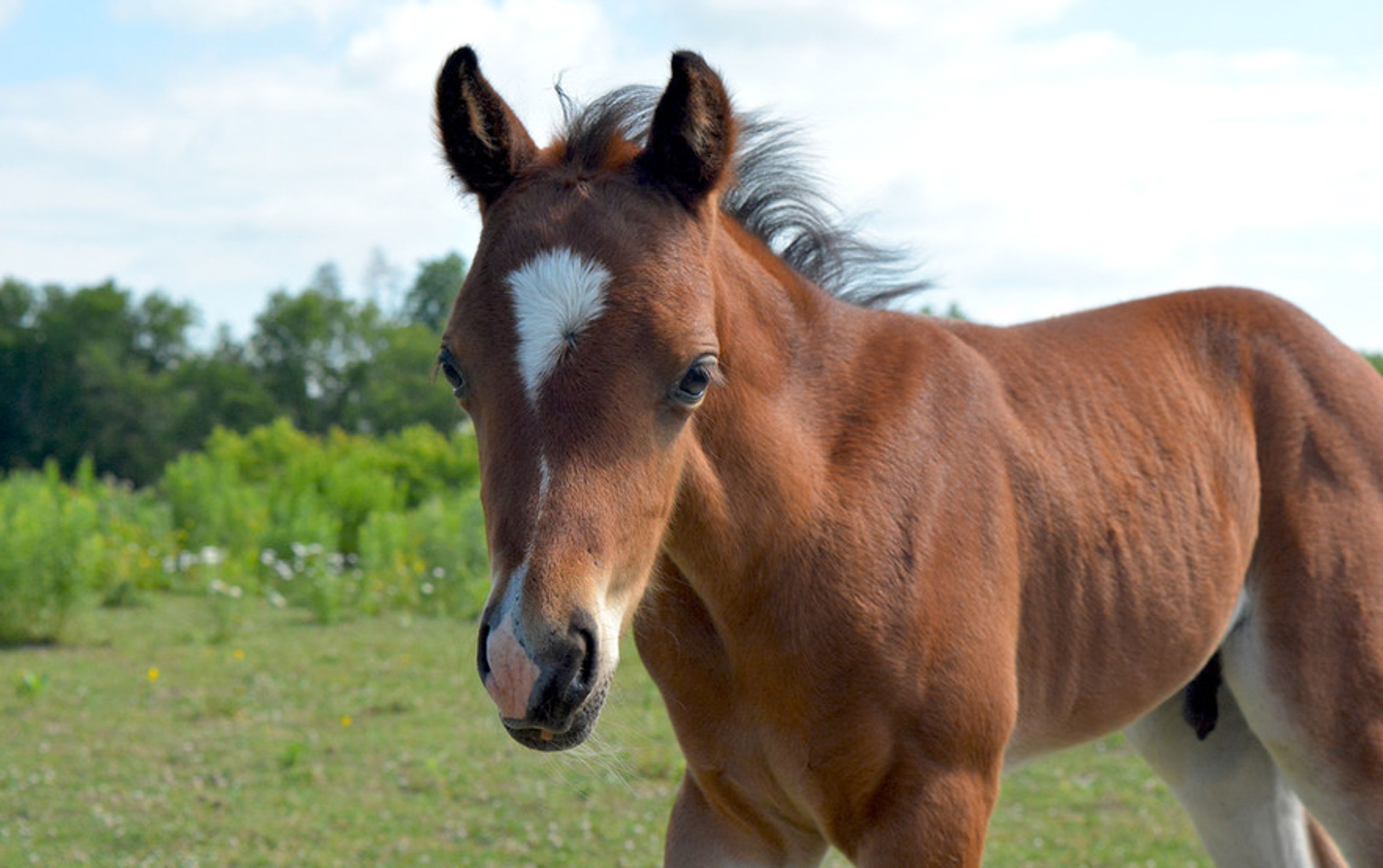 Tamarak Equestrian