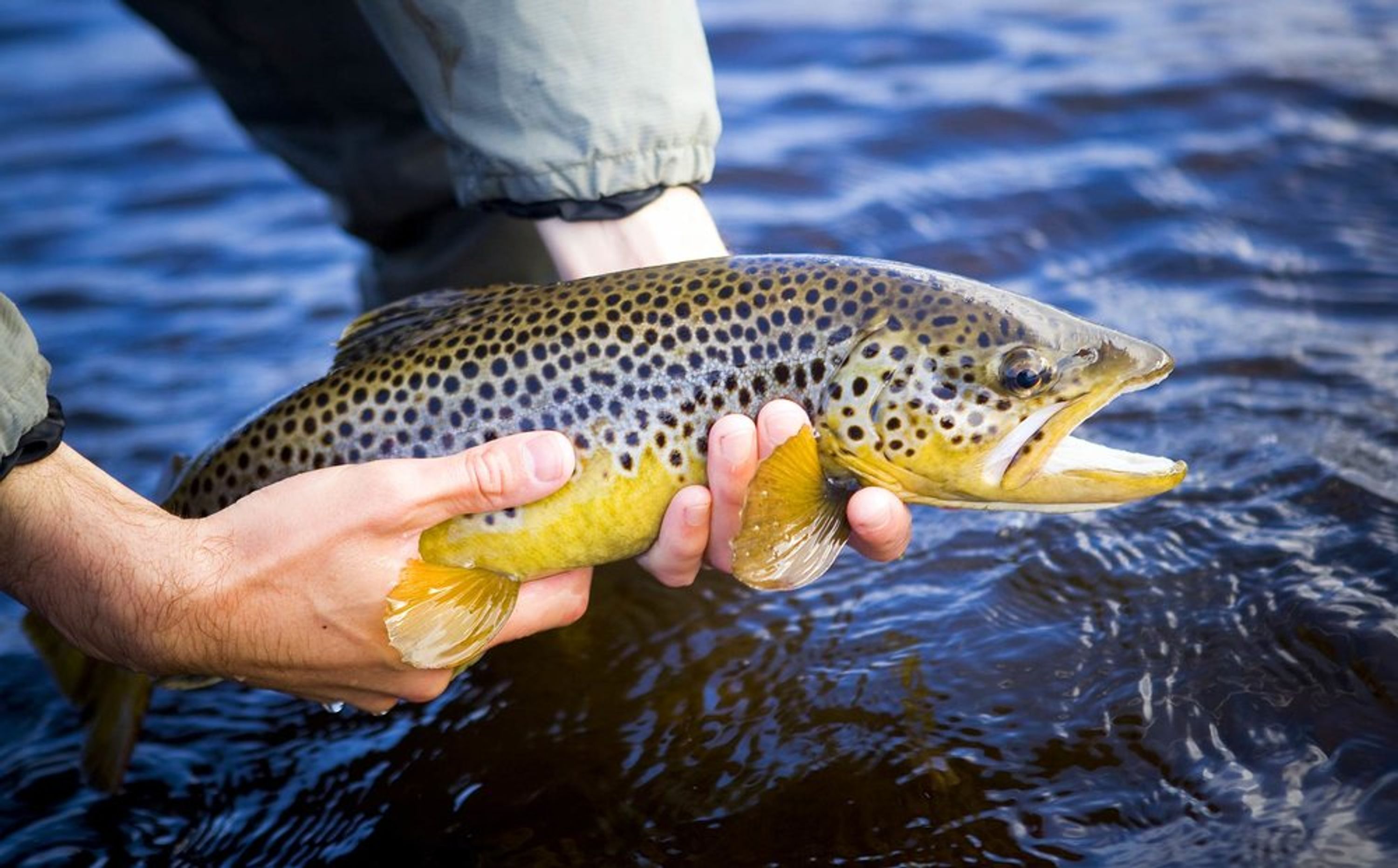 Fish Wild