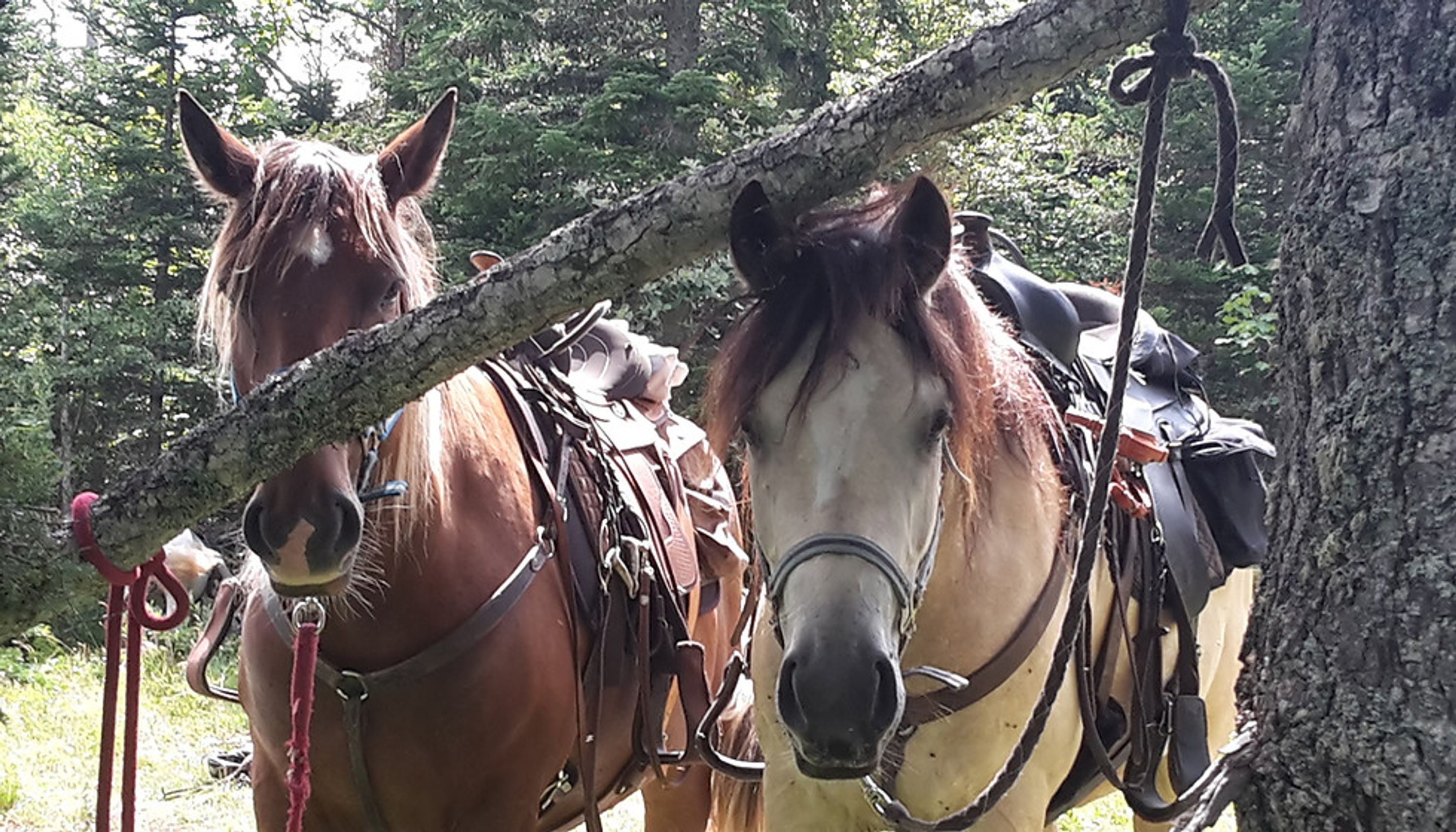 Cavaliers des Revoux