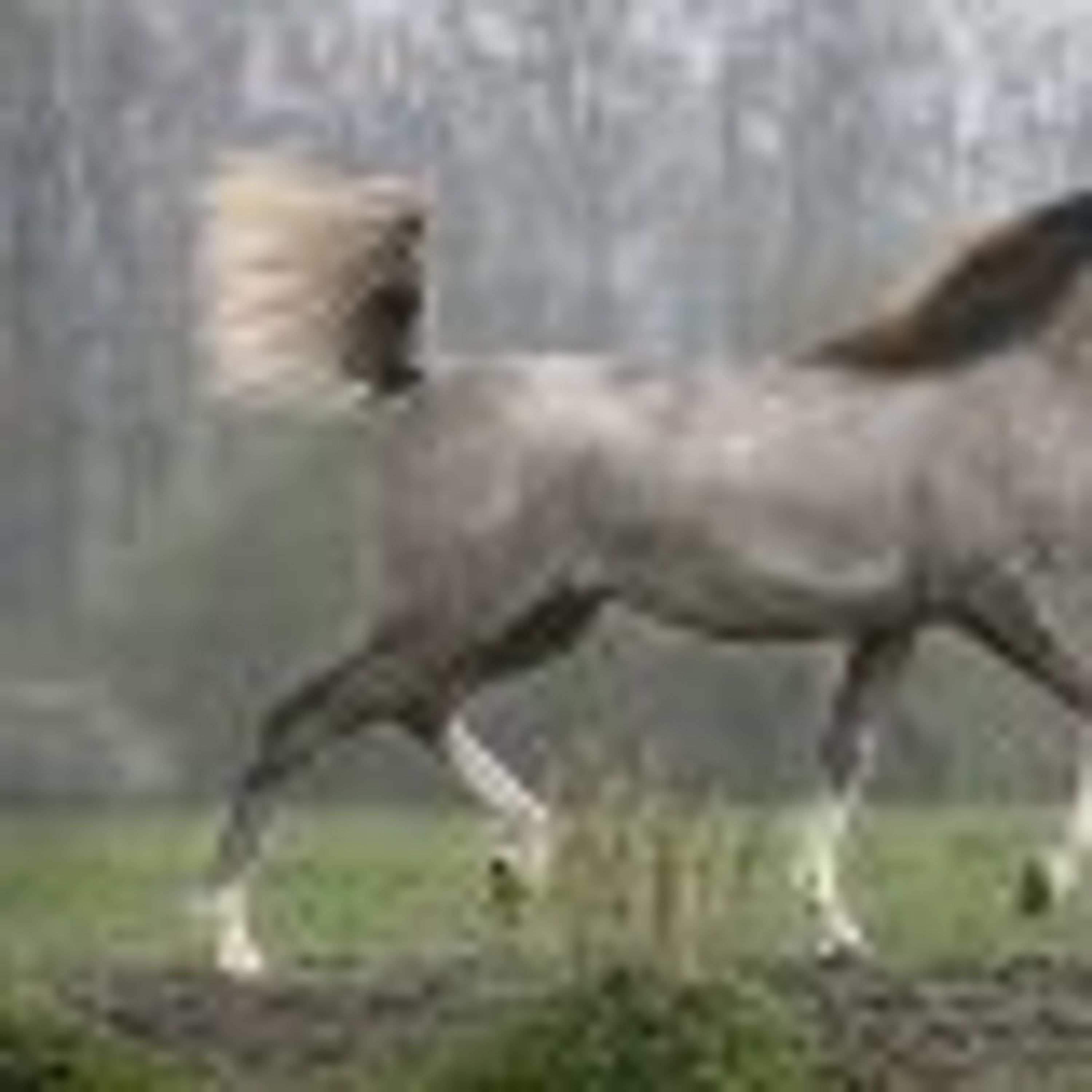 Alifa Arabians