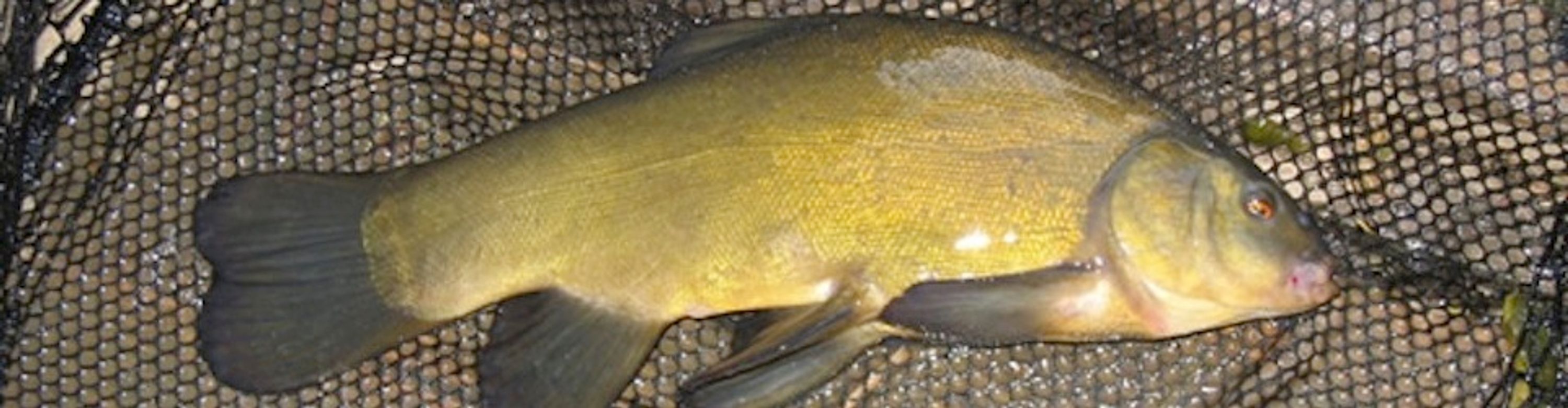 Laybourne Lakes