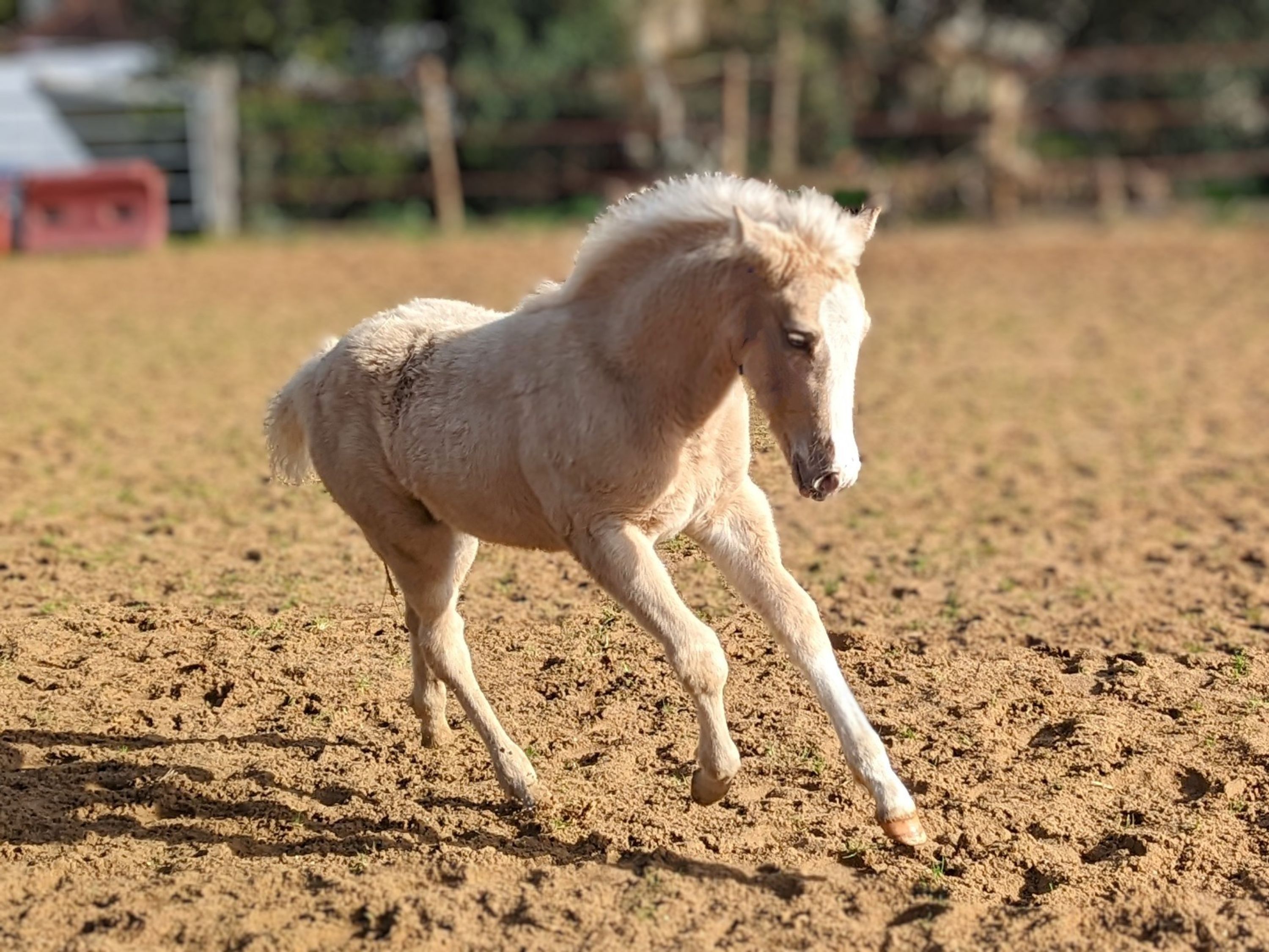 Livestock Des Morins