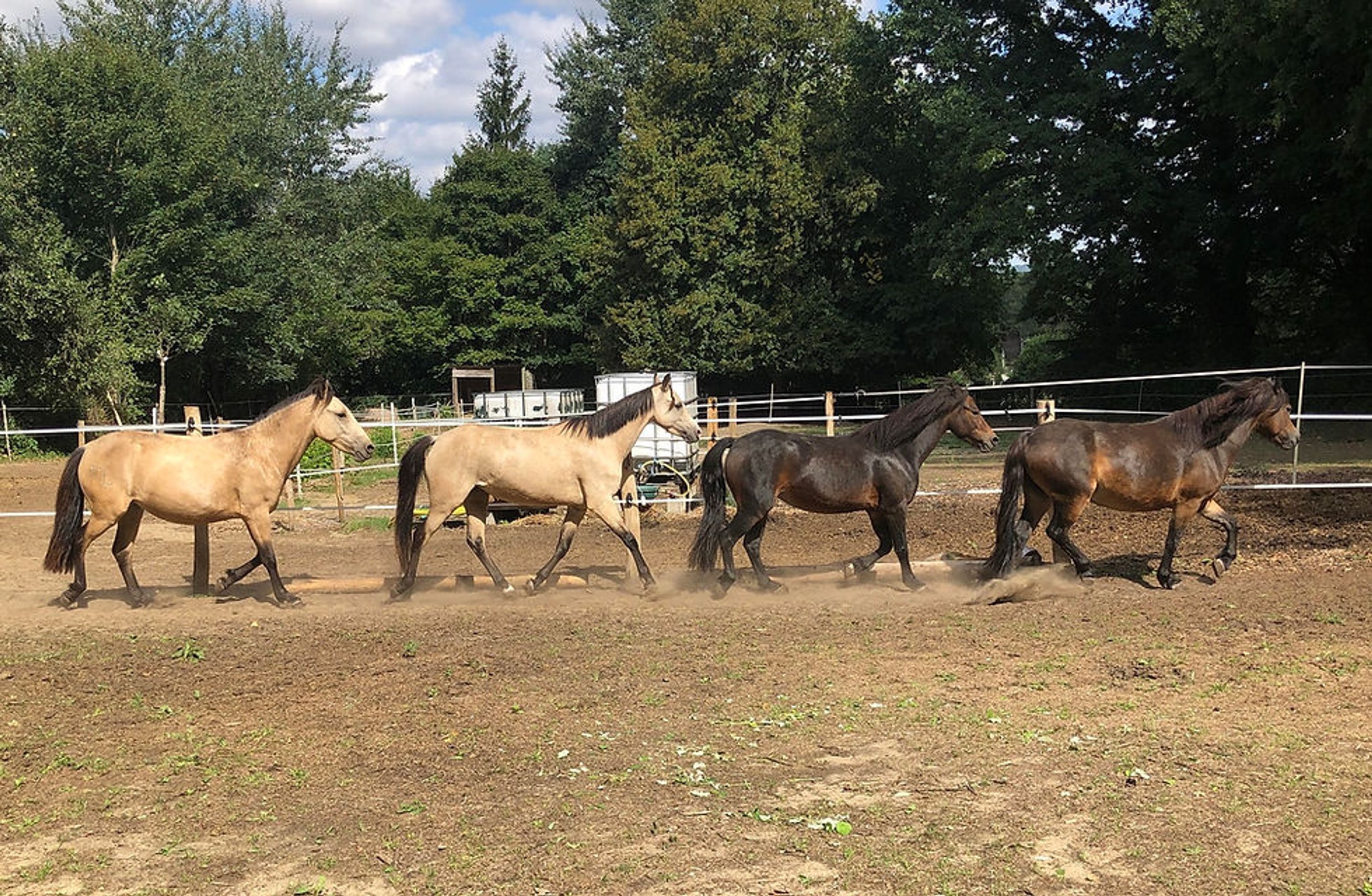 Les Poneys De Choisy