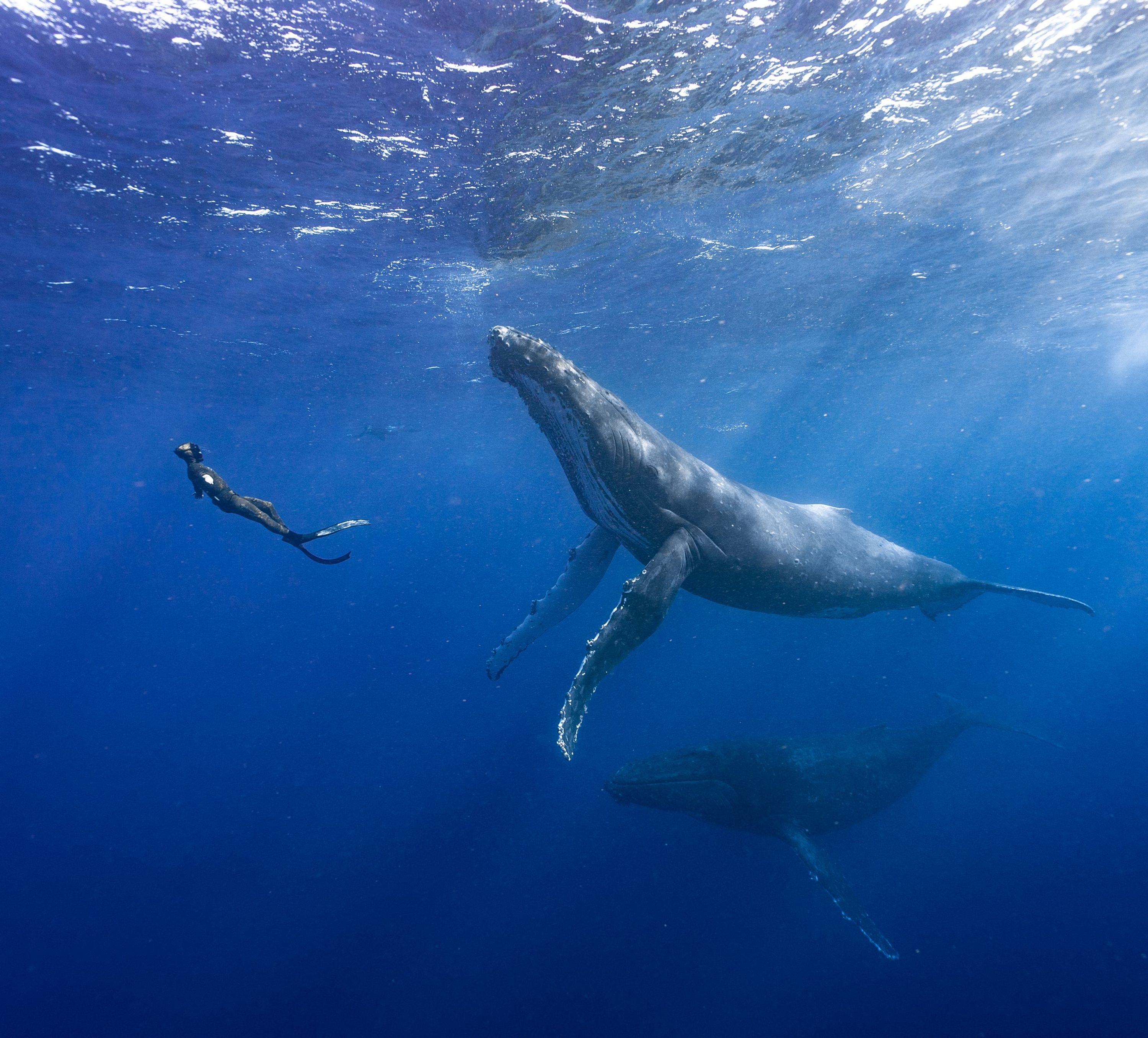 Freediving Family
