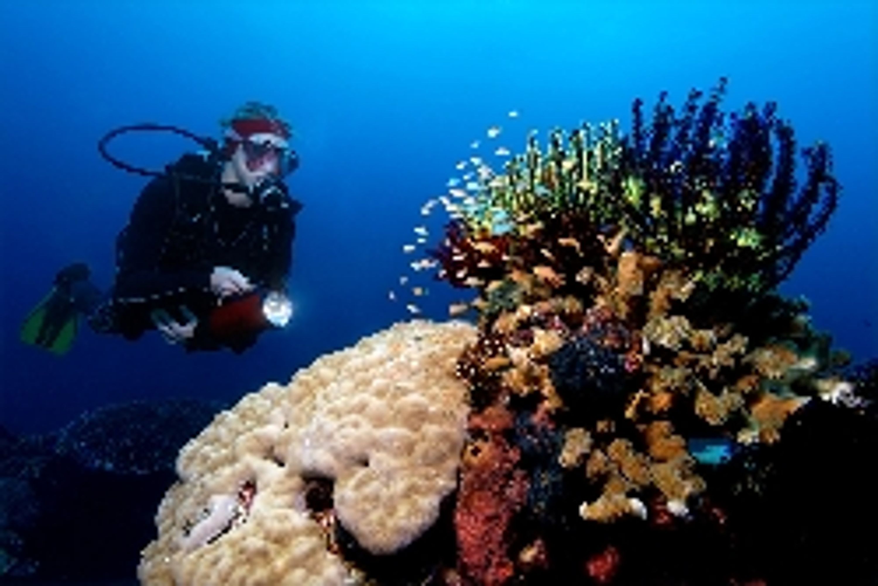 White Beach Dive