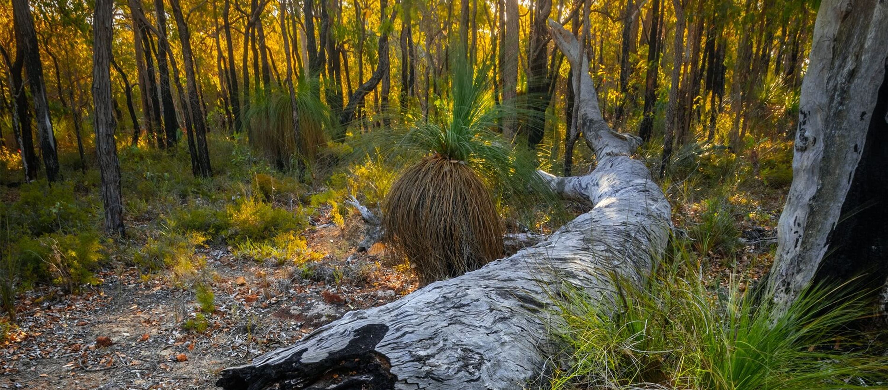 Kostera Reserve