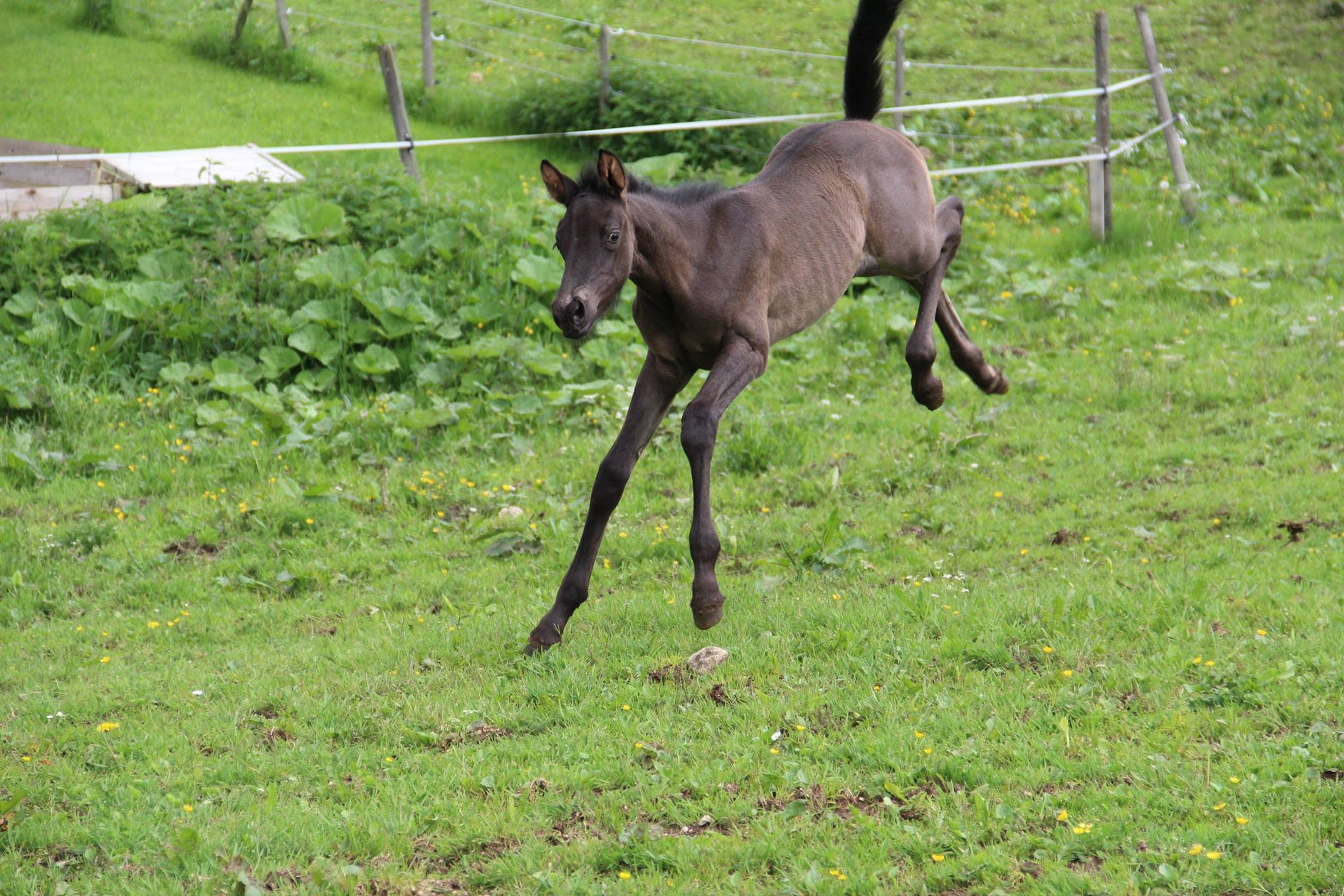 Livestock Du Mont D'or