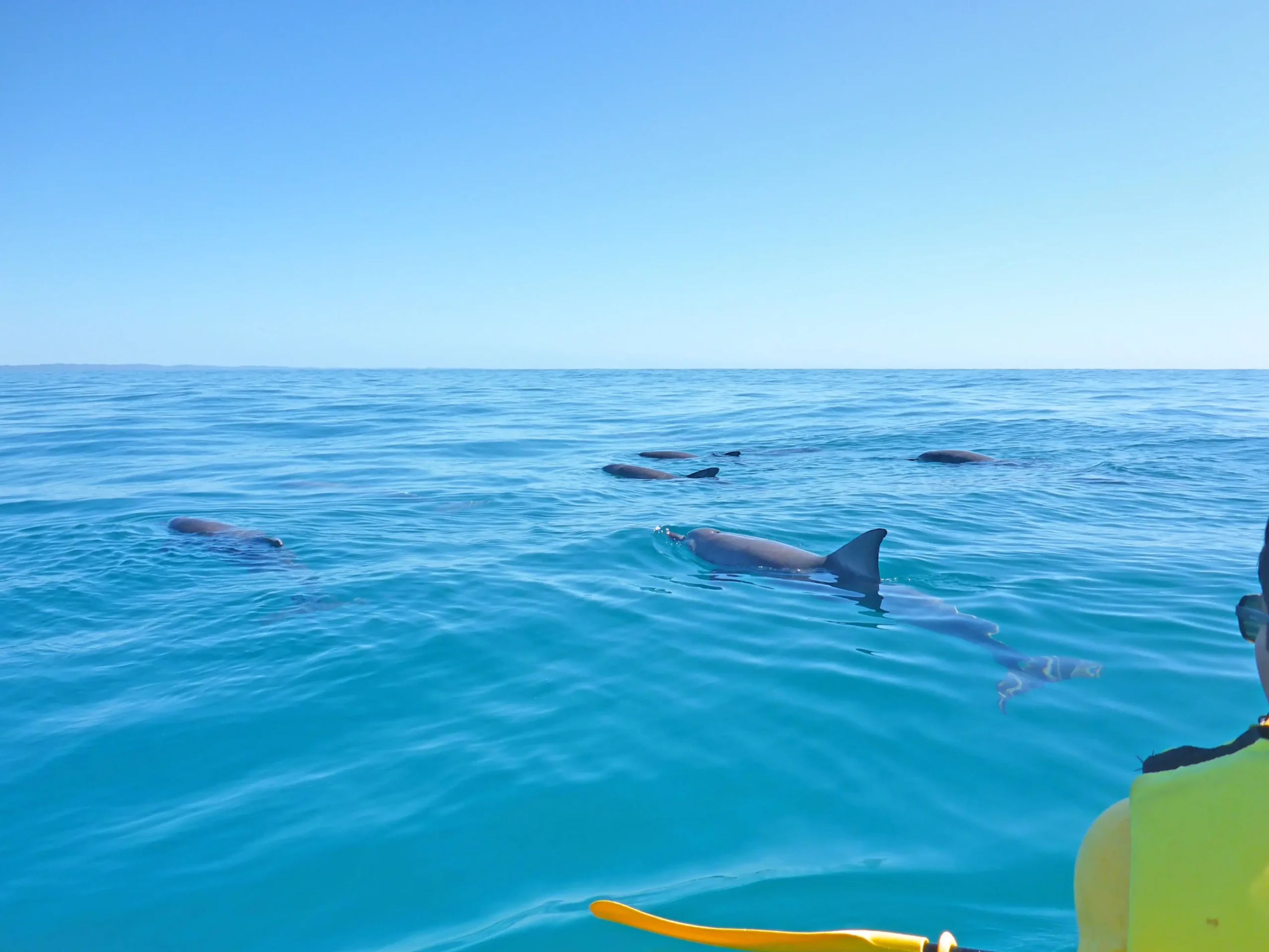 Kayak Tours & Surf Lessons