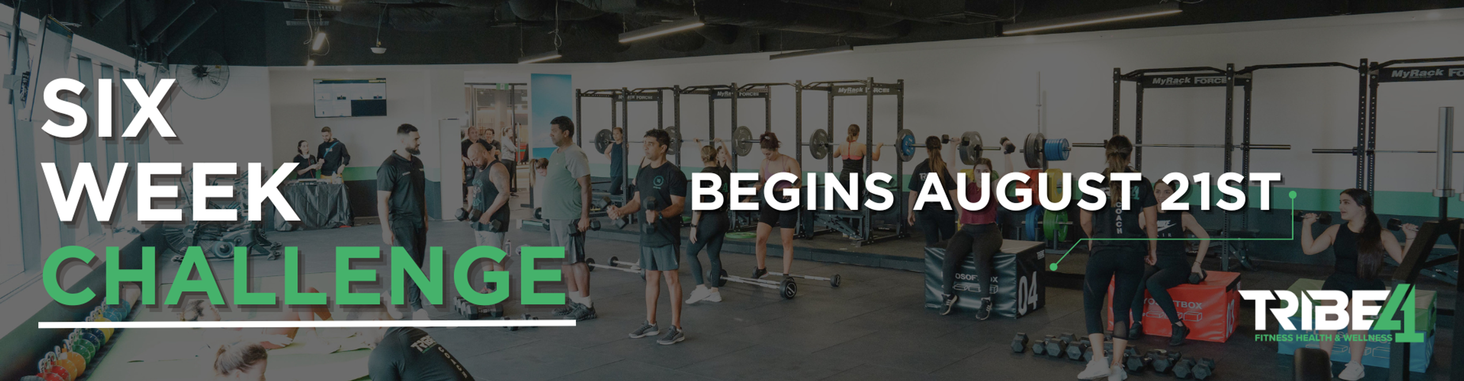 Tribe41 Six Week Challenge