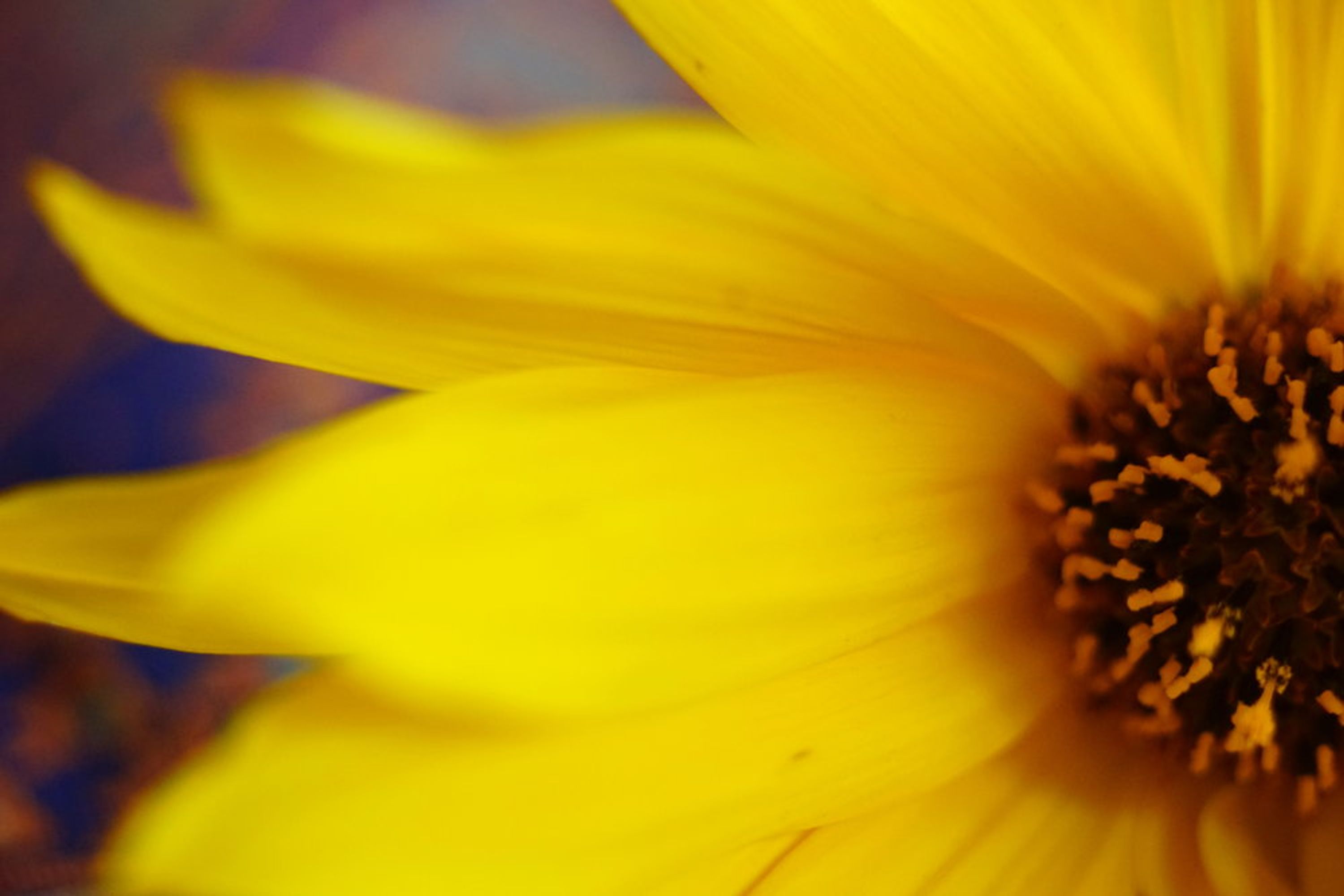 Lumina Wellbeing : Chinese Medicine, Taichi & Life Style Consulting