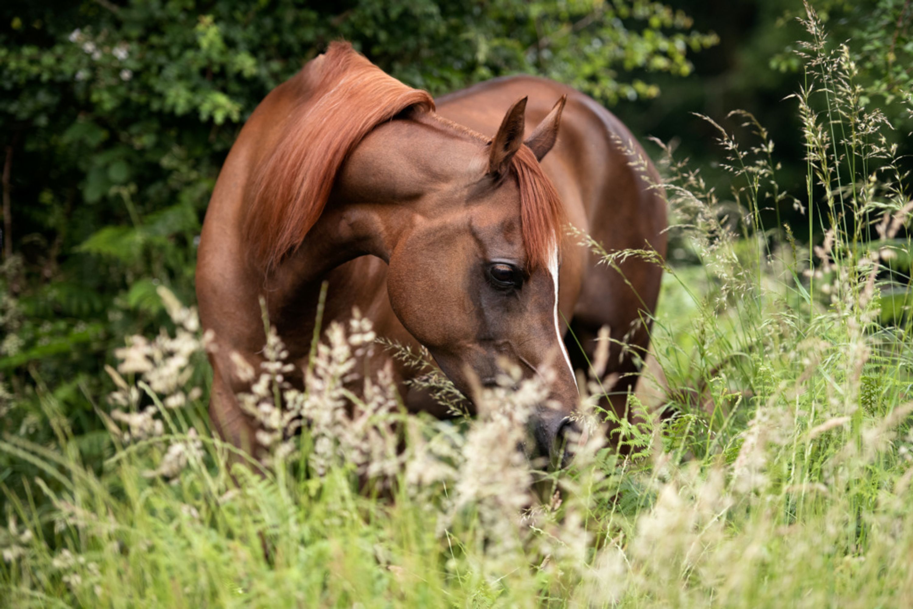 Larkspur Equestrian Licenced Riding School & Livery Yard