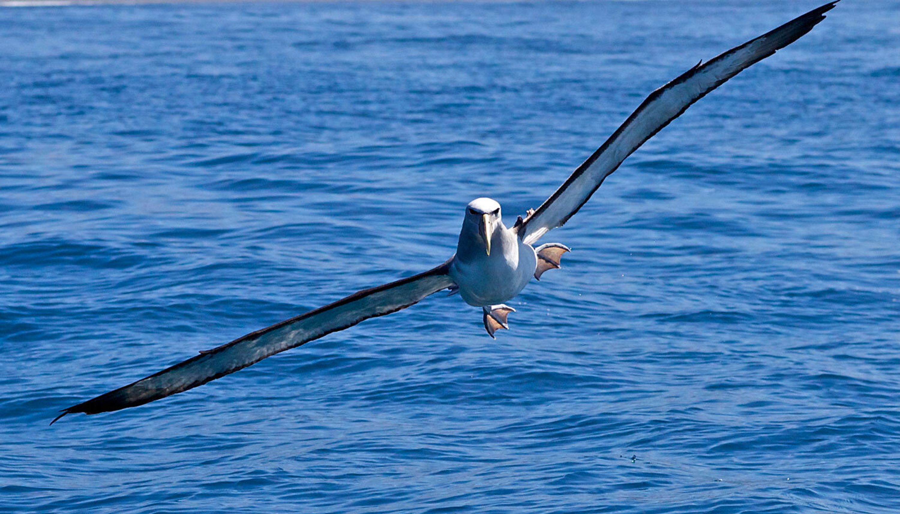Kaikoura Fishing