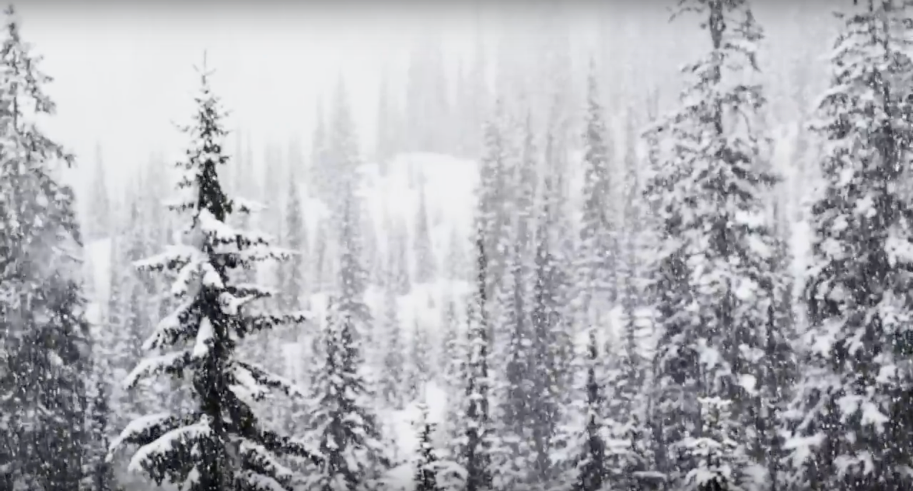 Monashee Power Snowcats
