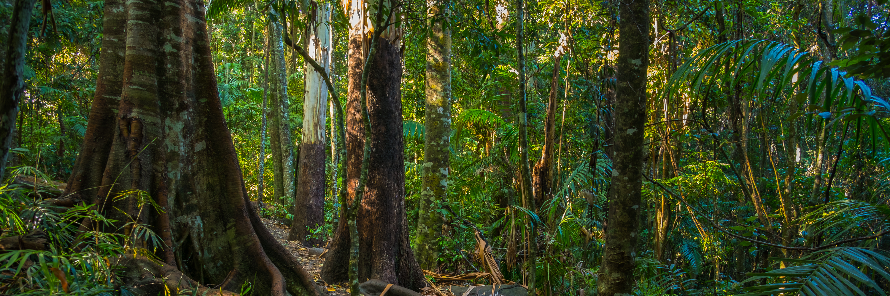 Prospective Member Qualifying Bush Walk - Lane Cove