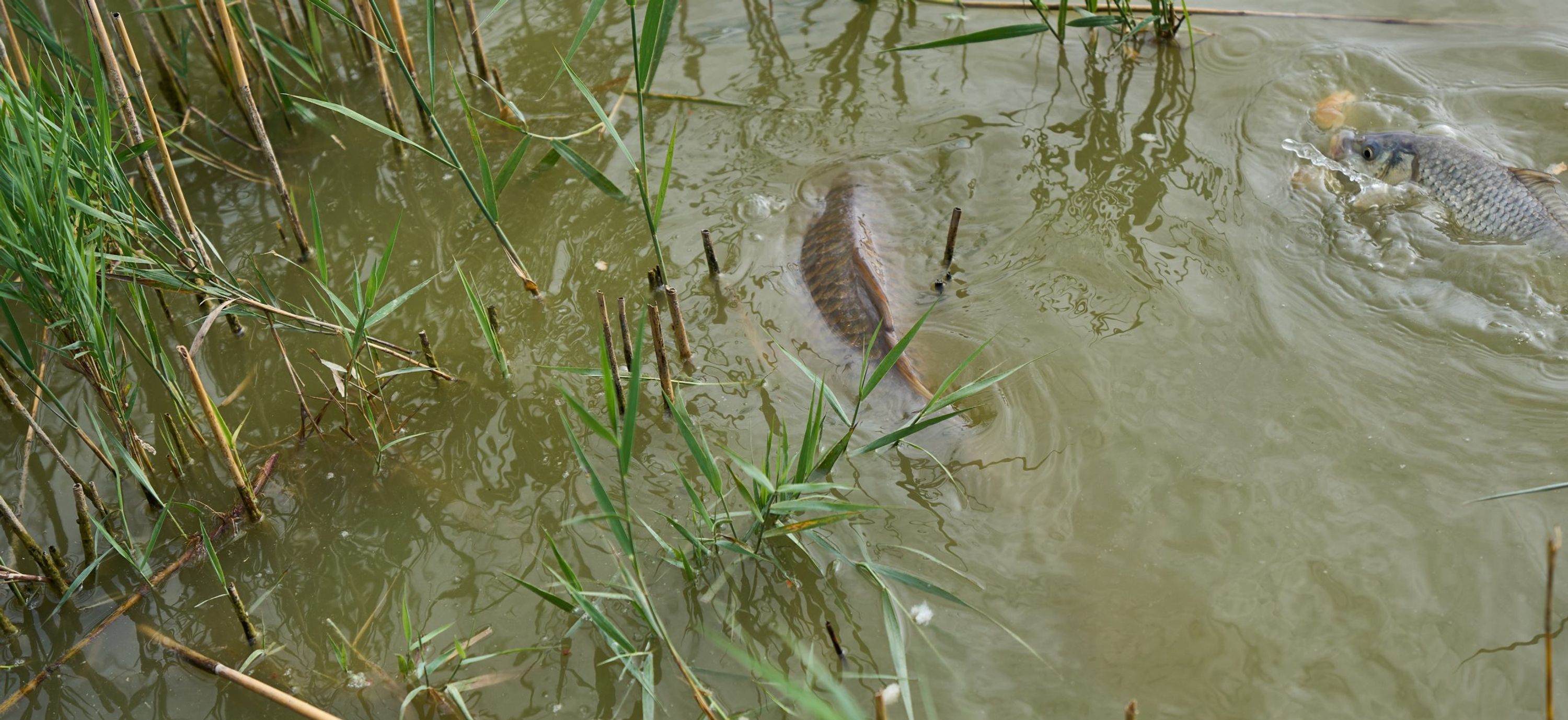 Thornham Fishing Lake