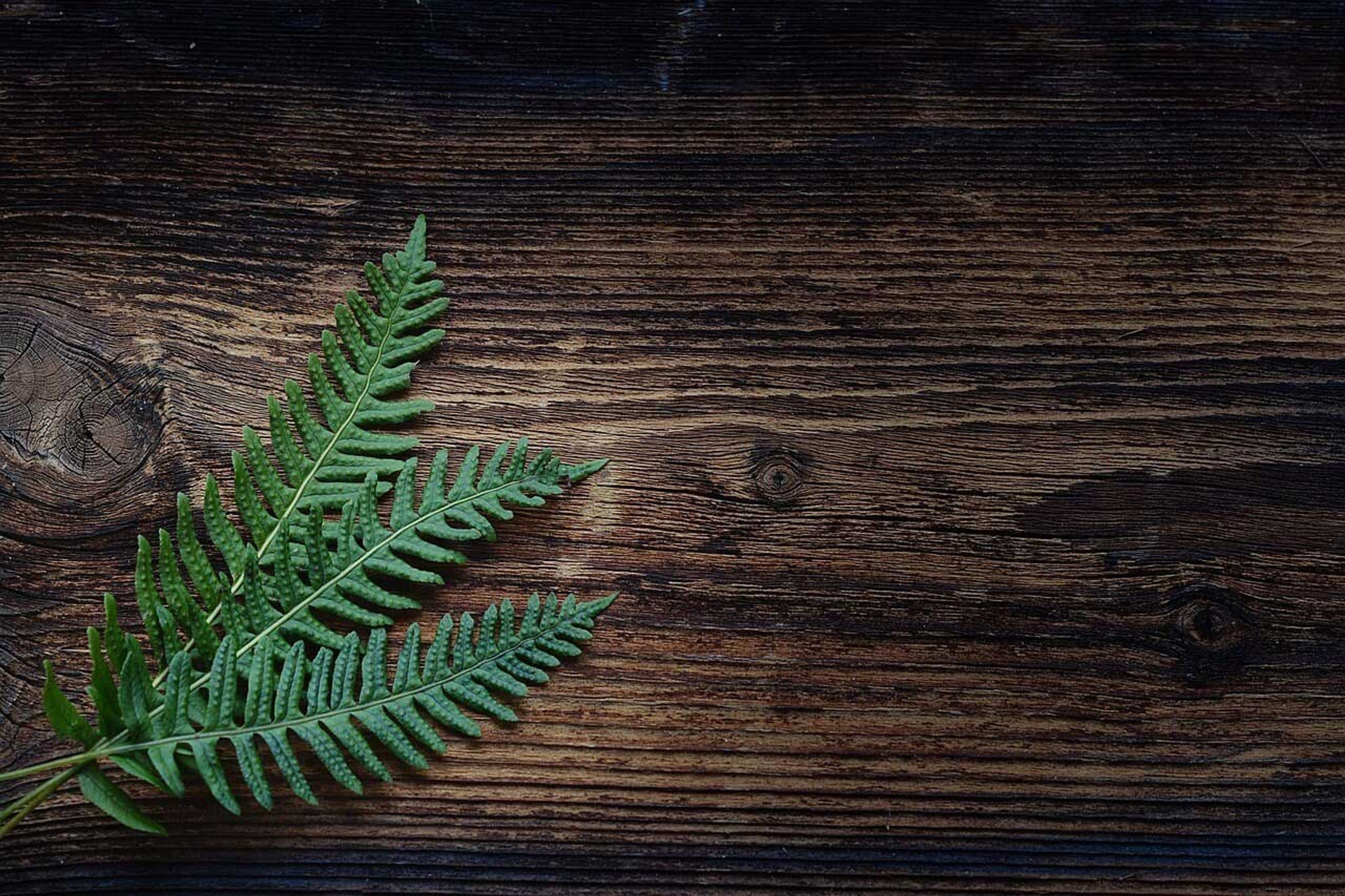 Ayurveda @ Forest Hill
