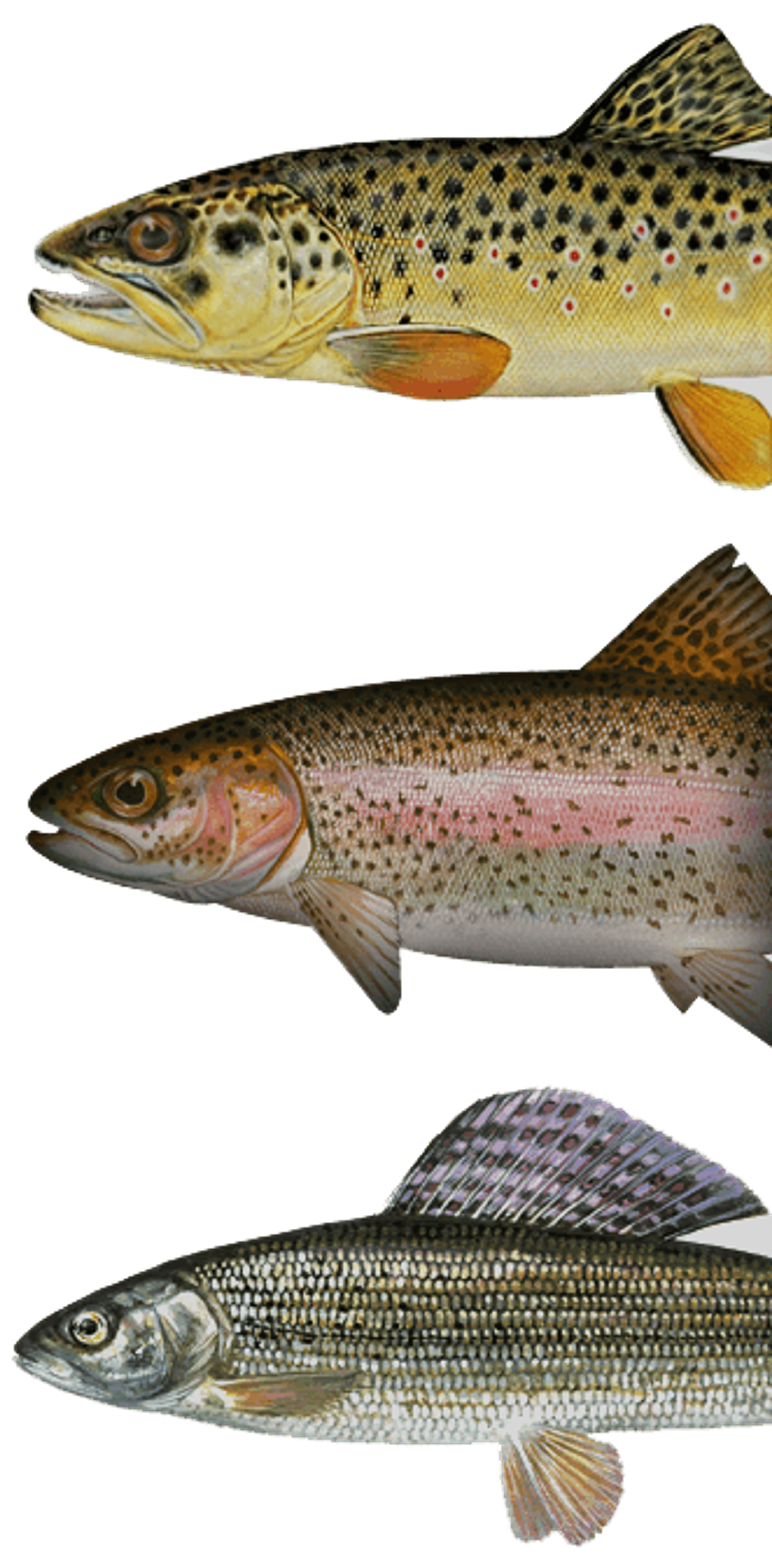 Trout and Grayling Fishing in Scotland