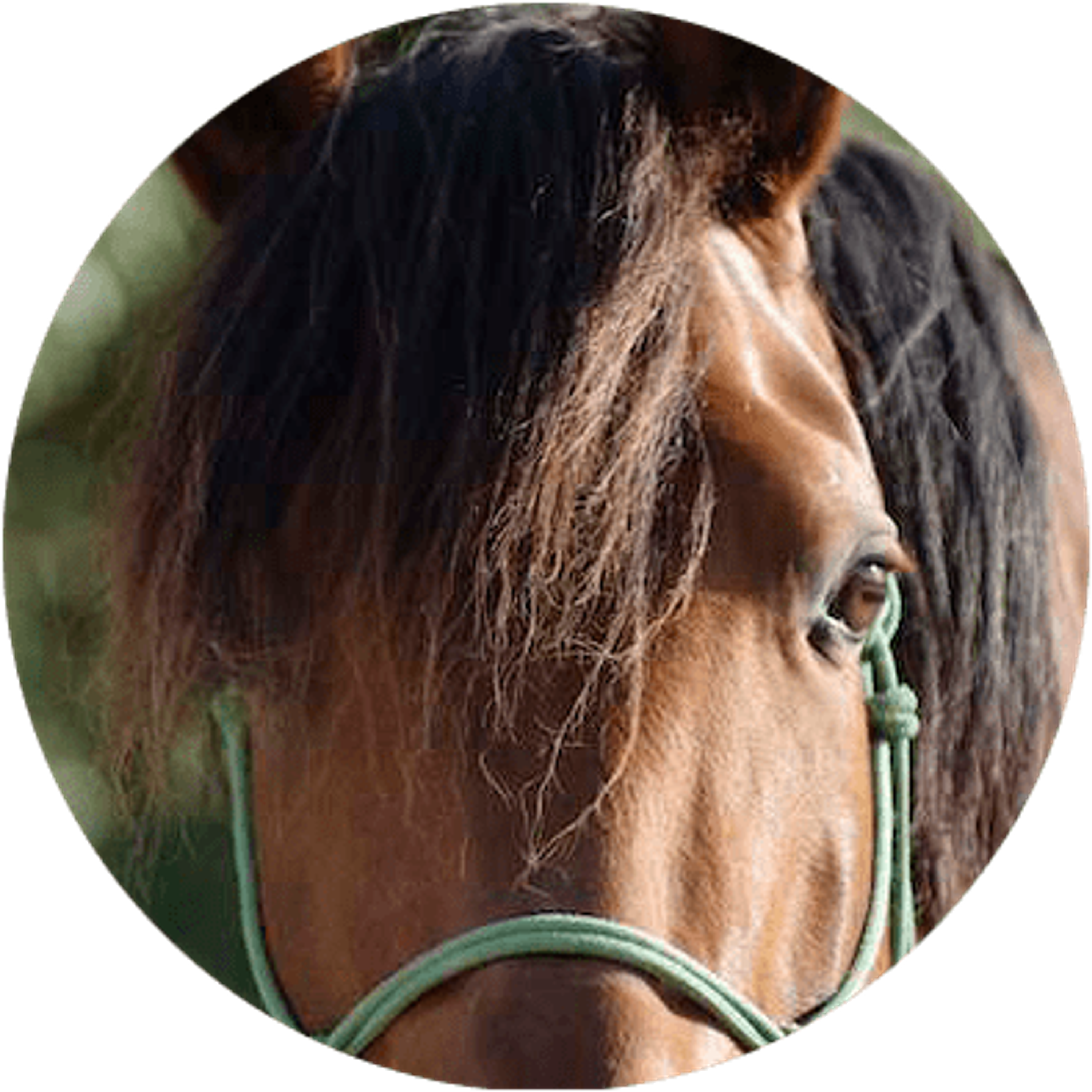Centre Equestre Equiloisirs-FAE
