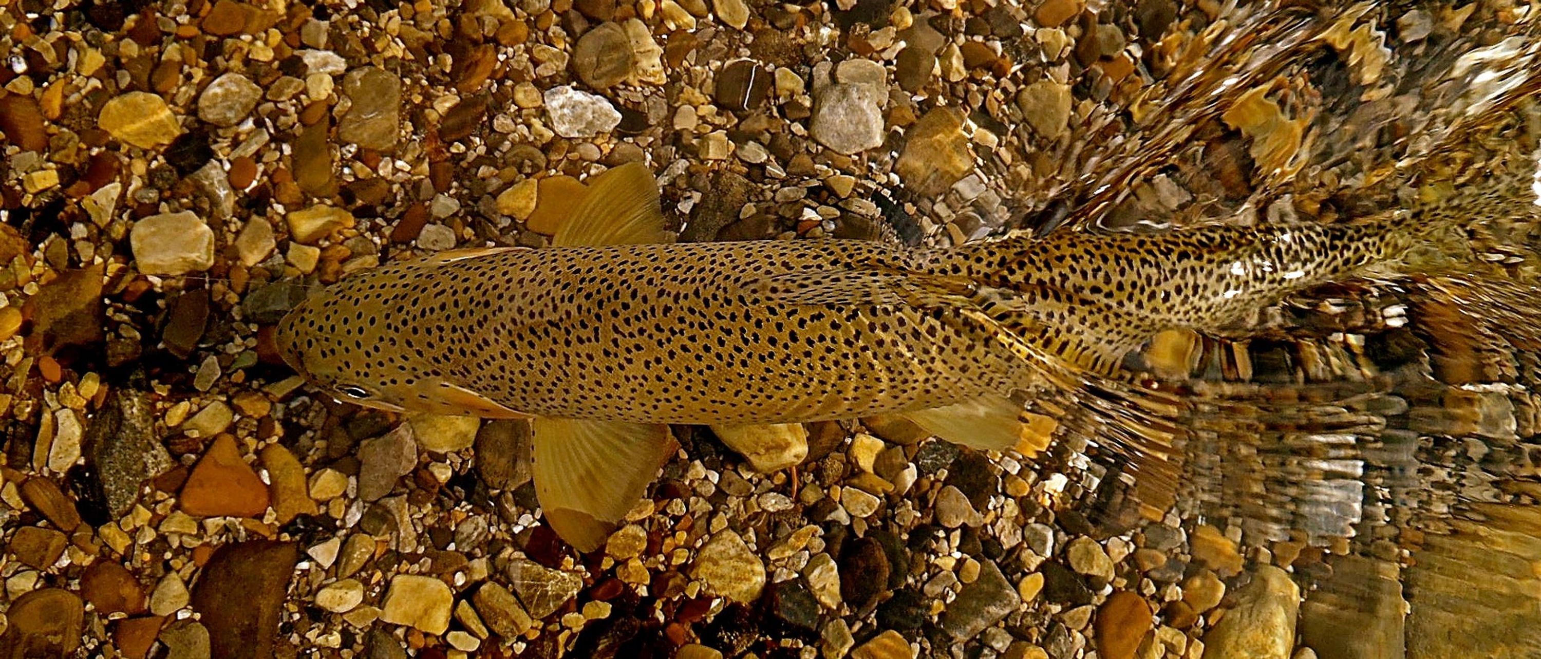 Elk River Guiding Company