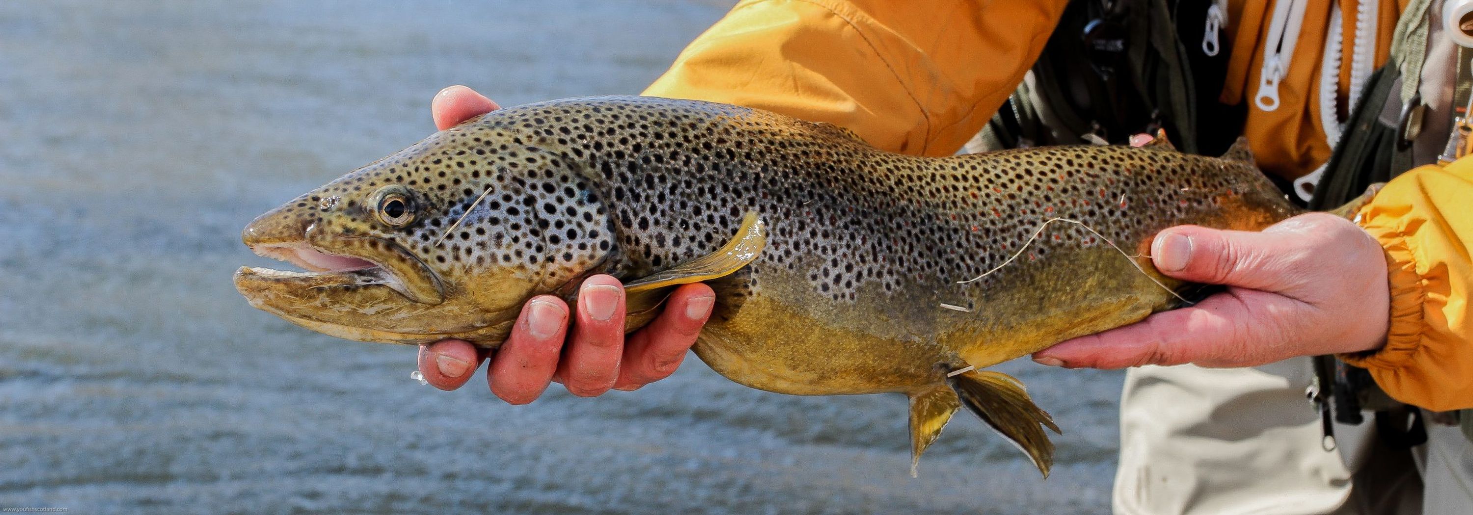 You Fish Scotland