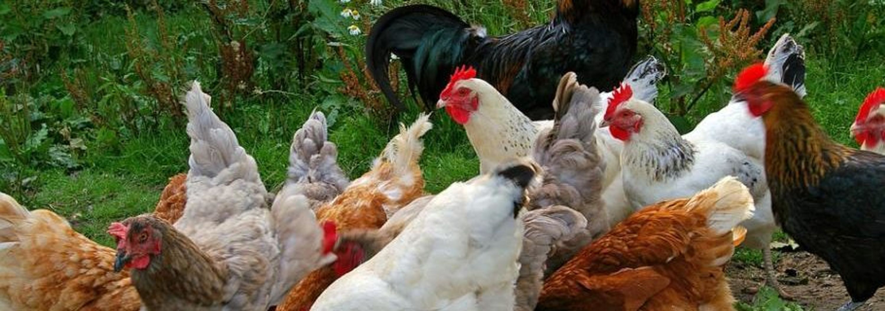 Poultry Farm Des Chavannes