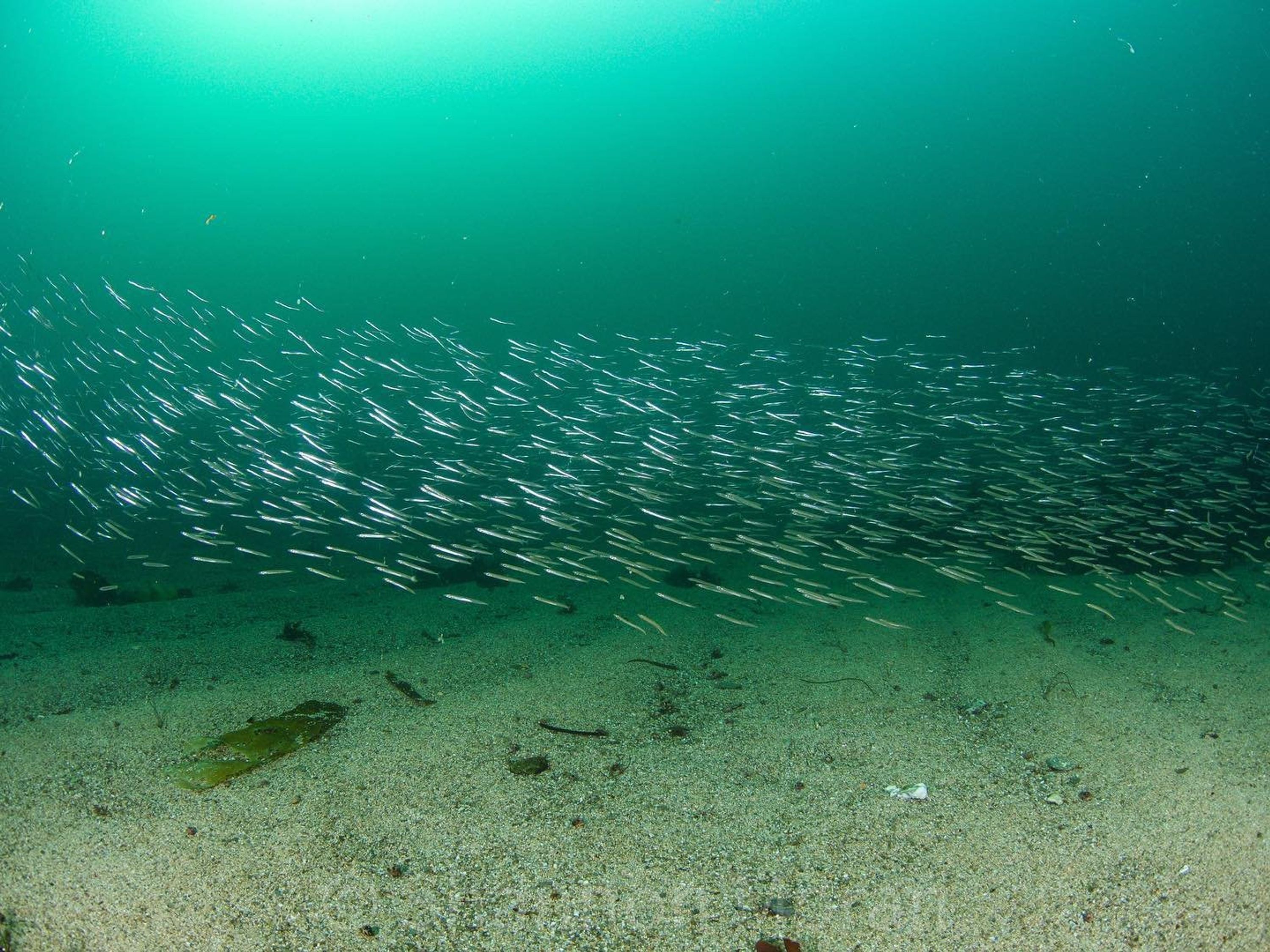 Discover Falmouth Bay with our Guided Snorkel Tours