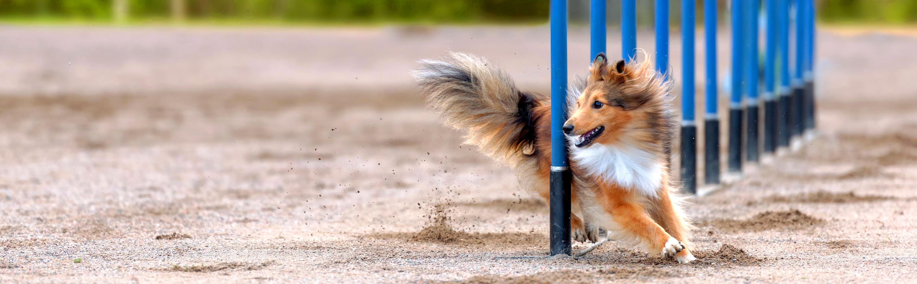 Dog Sports banner
