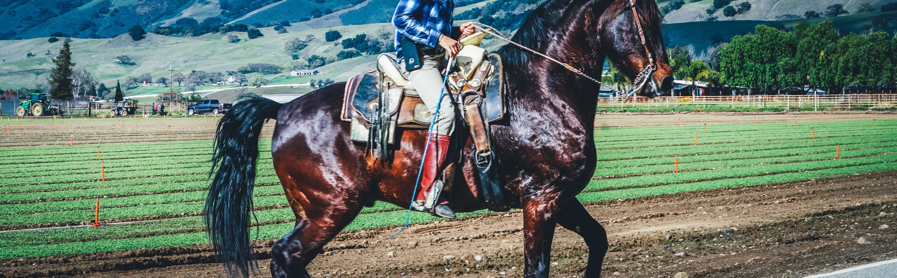 Horse Riding banner