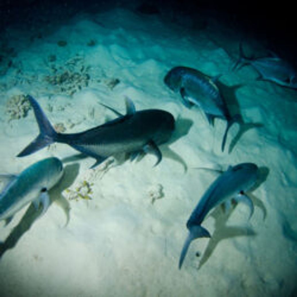 Four Day PADI Open Water Course