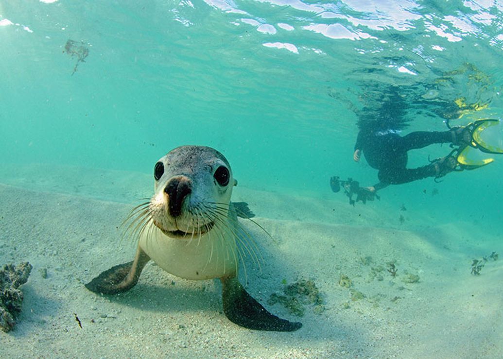 Abrolhos Islands Diving Trip