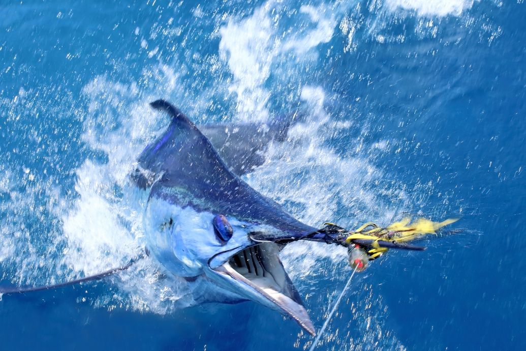 Cairns Bluewater Game Fishing Club Inc Light Tackle Tournament