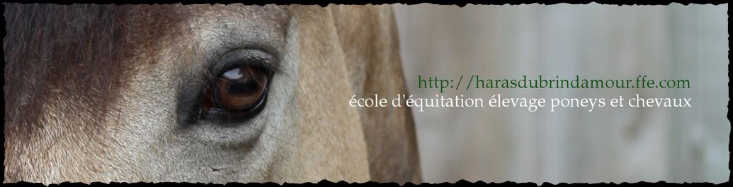 Compétition de TREC au Haras du Brin d'Amour