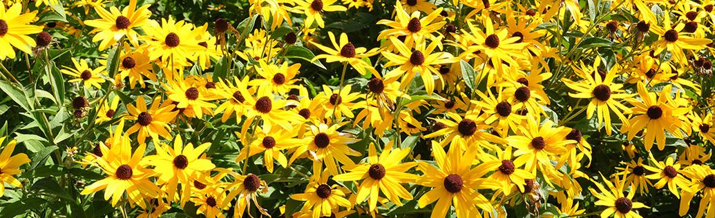 Richmond Hill's Healthy Yards Plant and Garden Sale