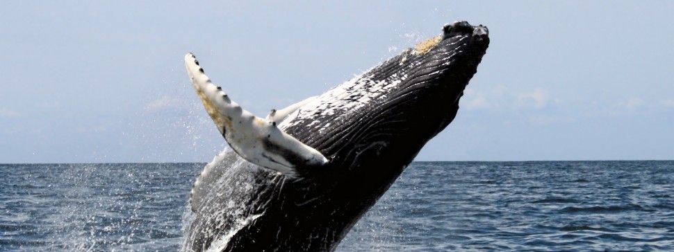 Whale Watching, Nature & Montague Island Charter