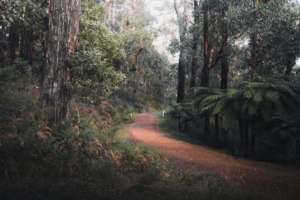 YACKANDANDAH TO BEECHWORTH 64kms Return
