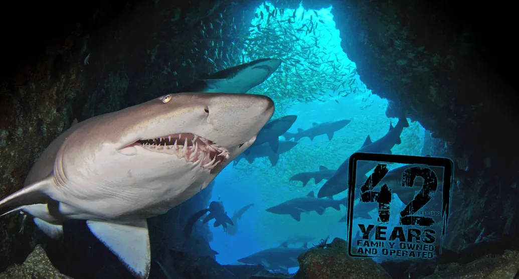 Dive Tours
