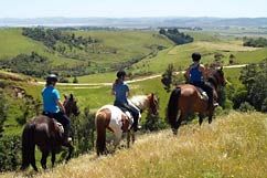 Horse Lease Programme