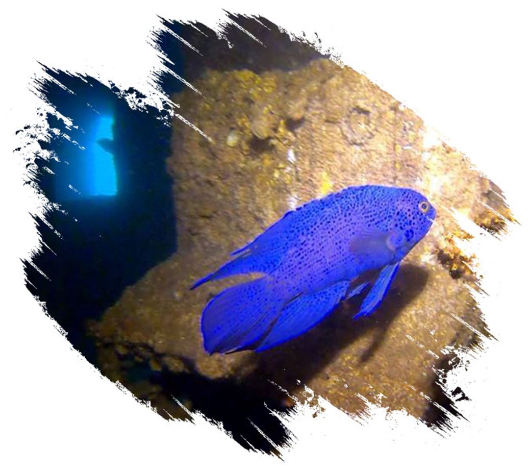 Underwater Dive at FV Lena Dive Wreck