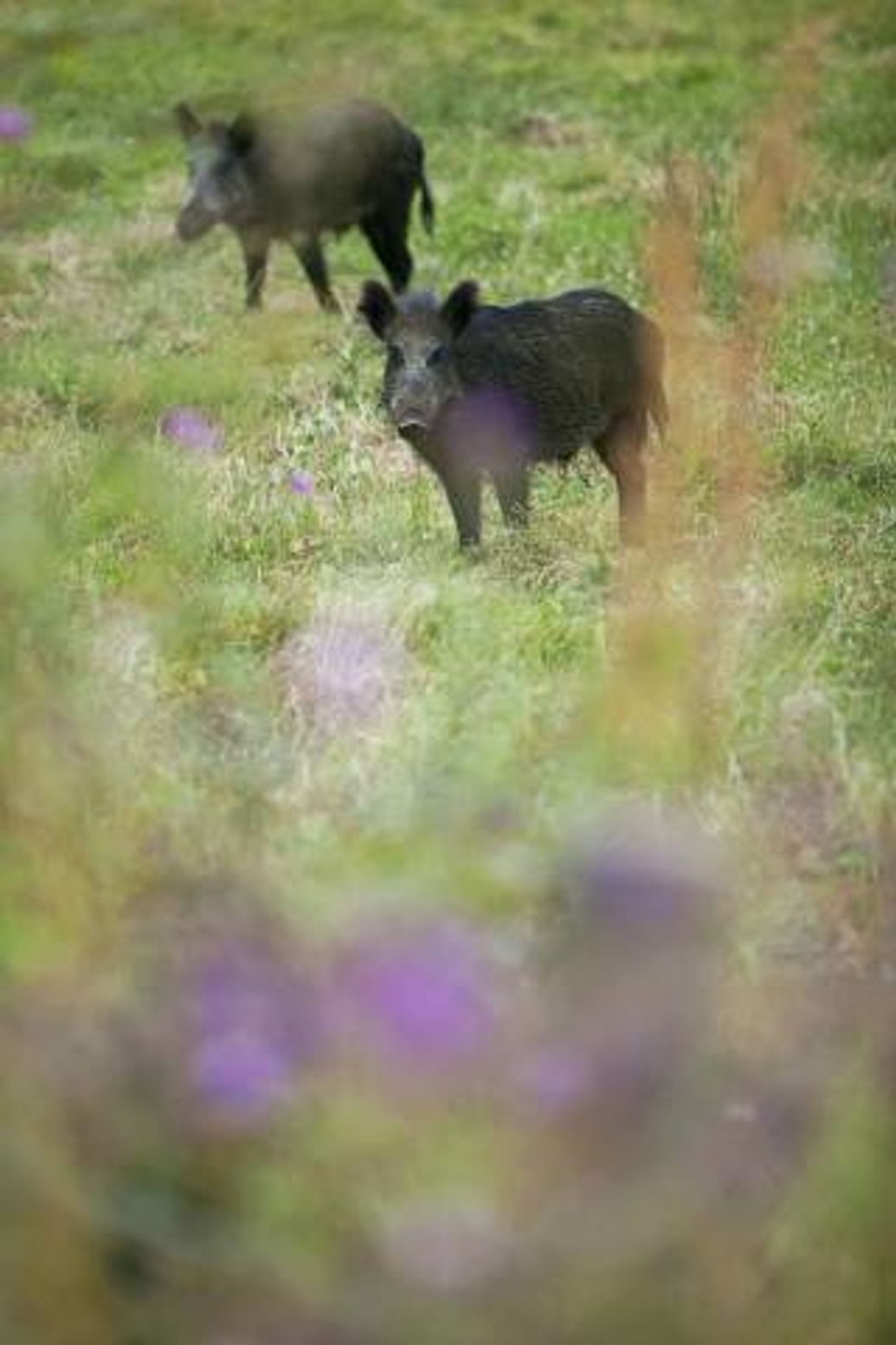 Passion du Gros Gibier 3 NUITS - 2 JOURS DE CHASSE