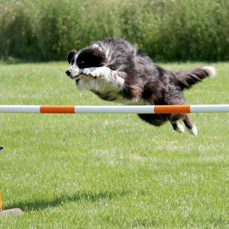 Beginner Agility Course