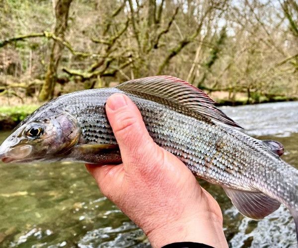 Grayling Fishing Guided Grayling Fishing in Devon