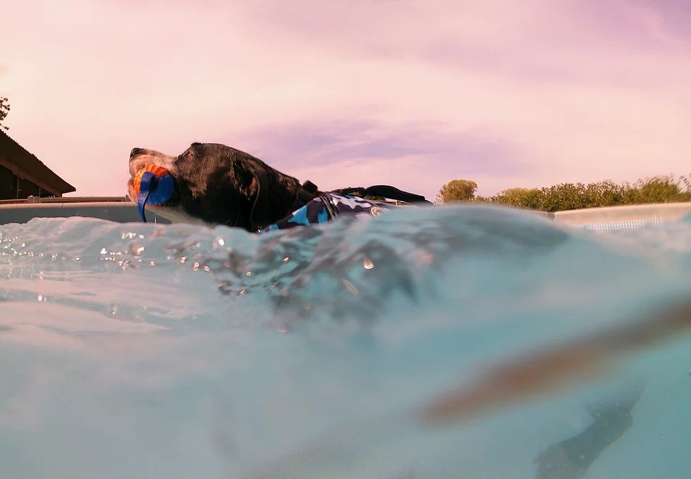 Finns Dog Aqua Fun and Fitness