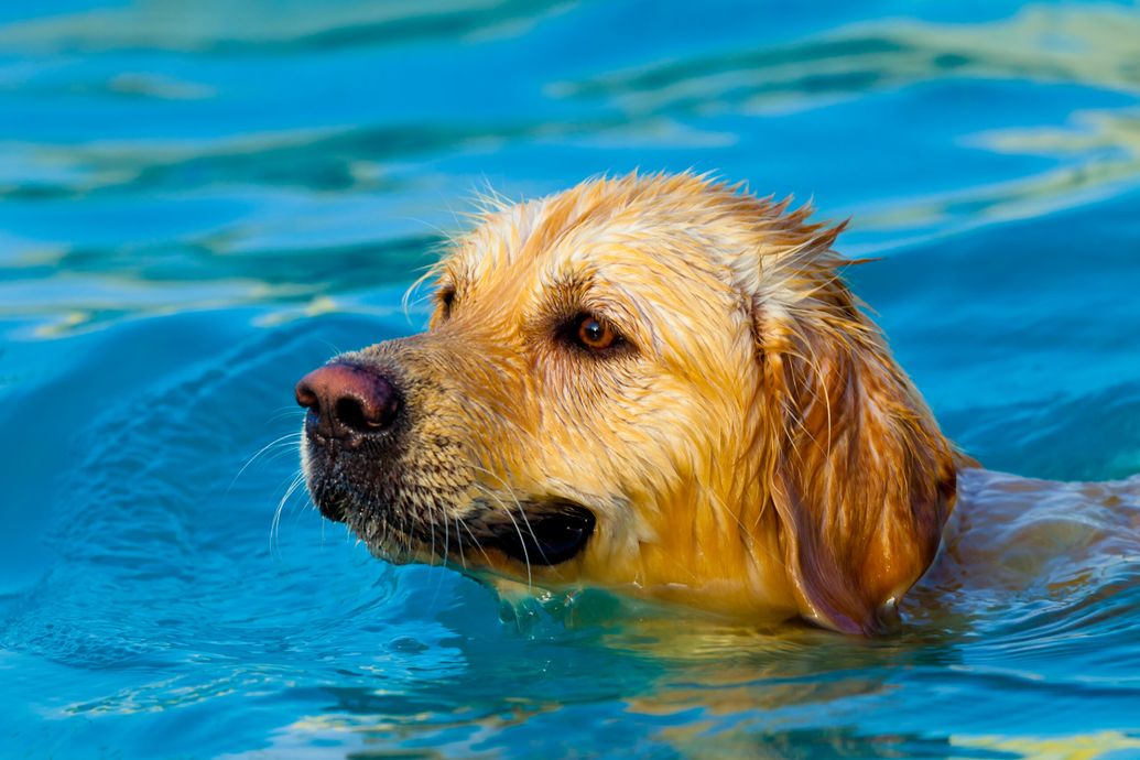 Paddlin Paws