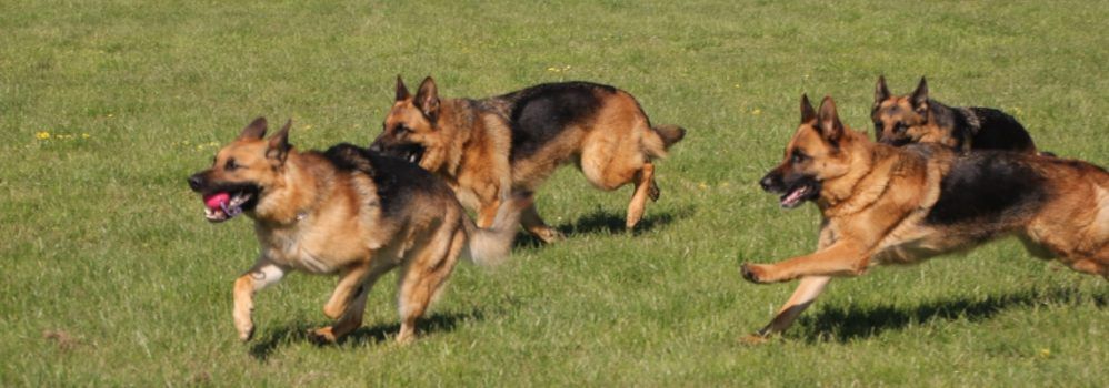 Gippsland Branch My Shepherd, My Friend, My Responsibility