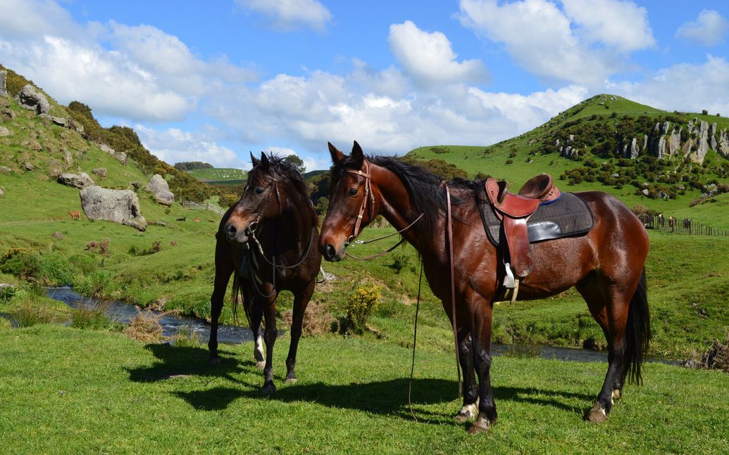 Horse Riding at Stone Hill